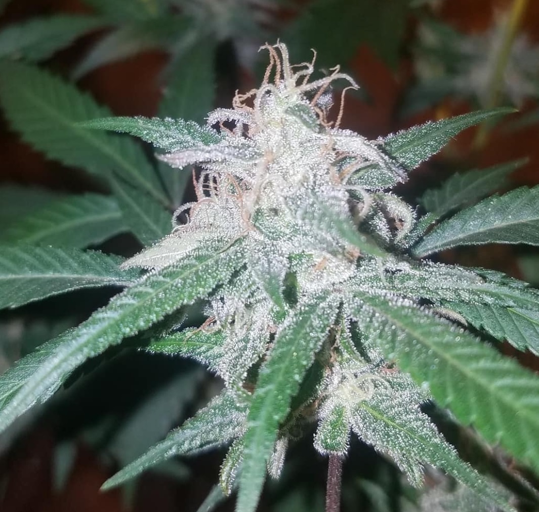 Mesa Mint Dagga Garden