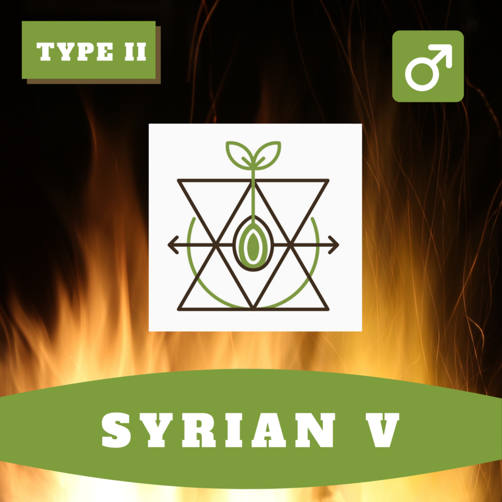 hoku syrian v