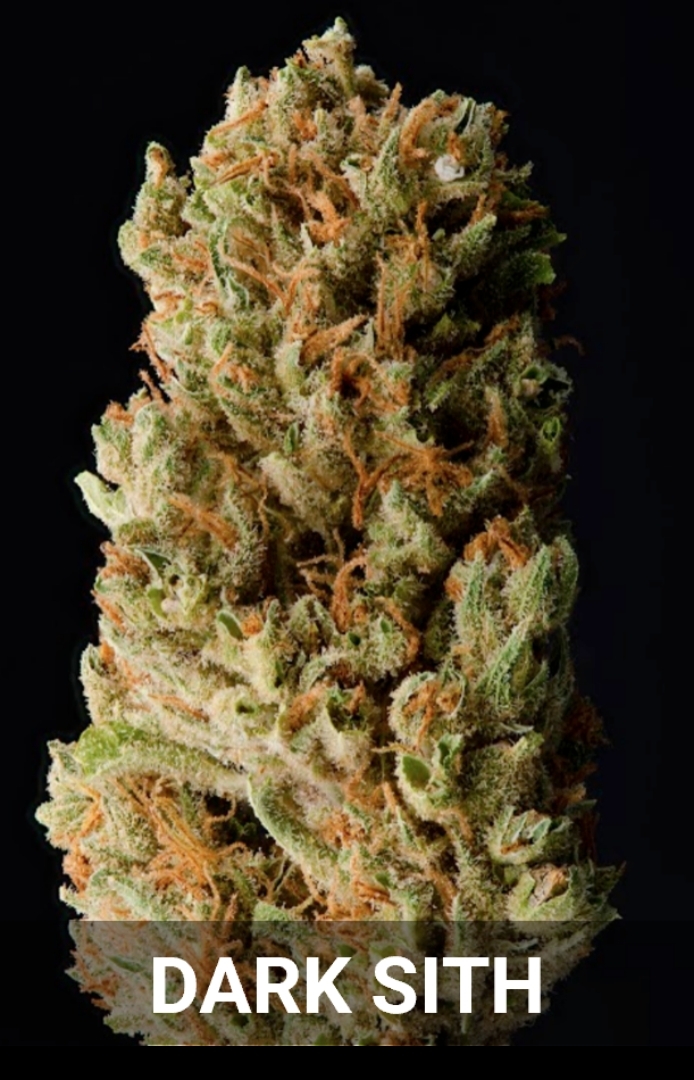 Bodhi's American Skunk Select x Legendary Colombian Red Landrace