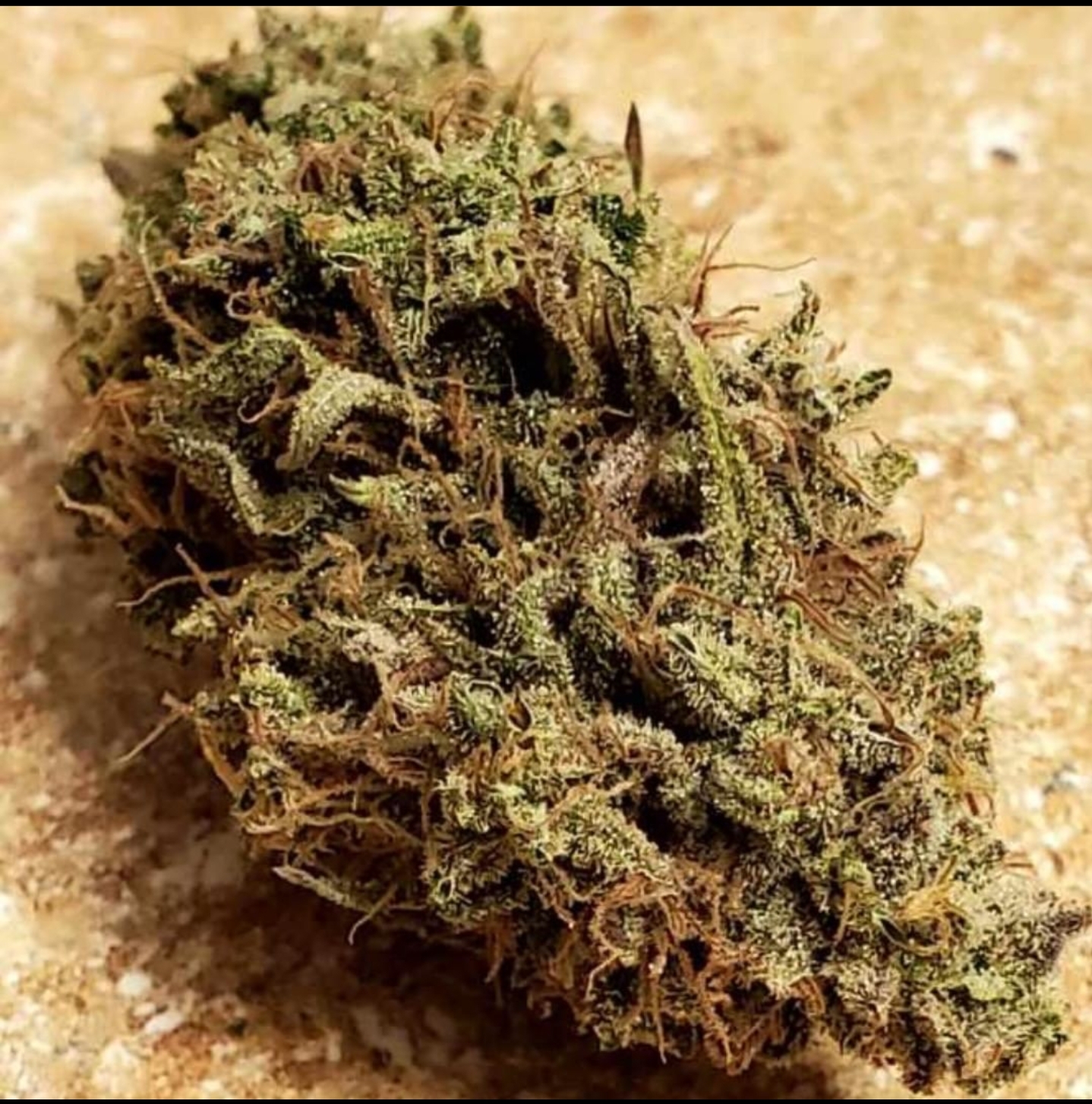 RCCSC (Roberts Creek Congo (LMN) X Space Cheese) Dagga Garden