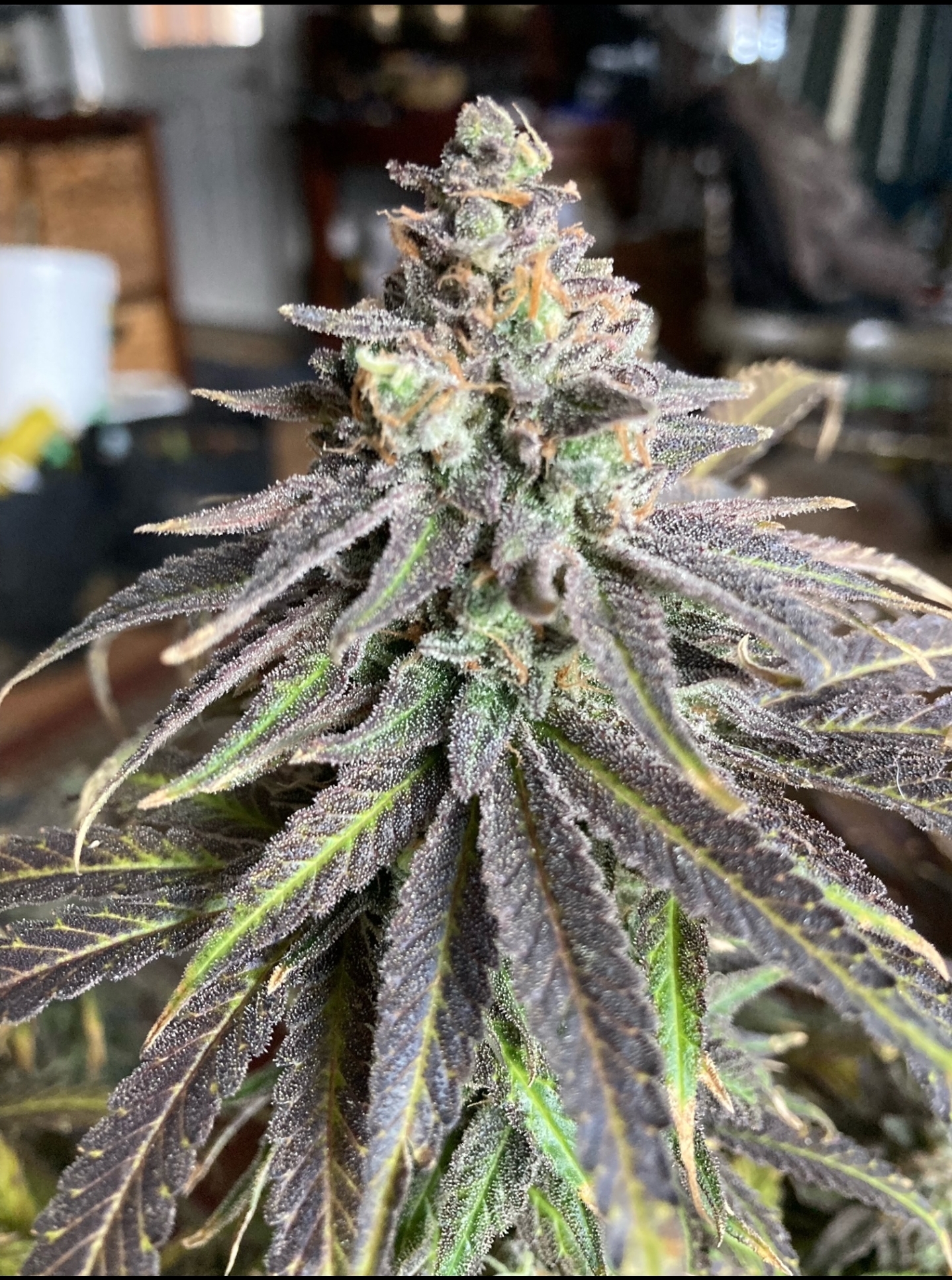 RCCSC (Roberts Creek Congo (LMN) X Space Cheese) Dagga Garden