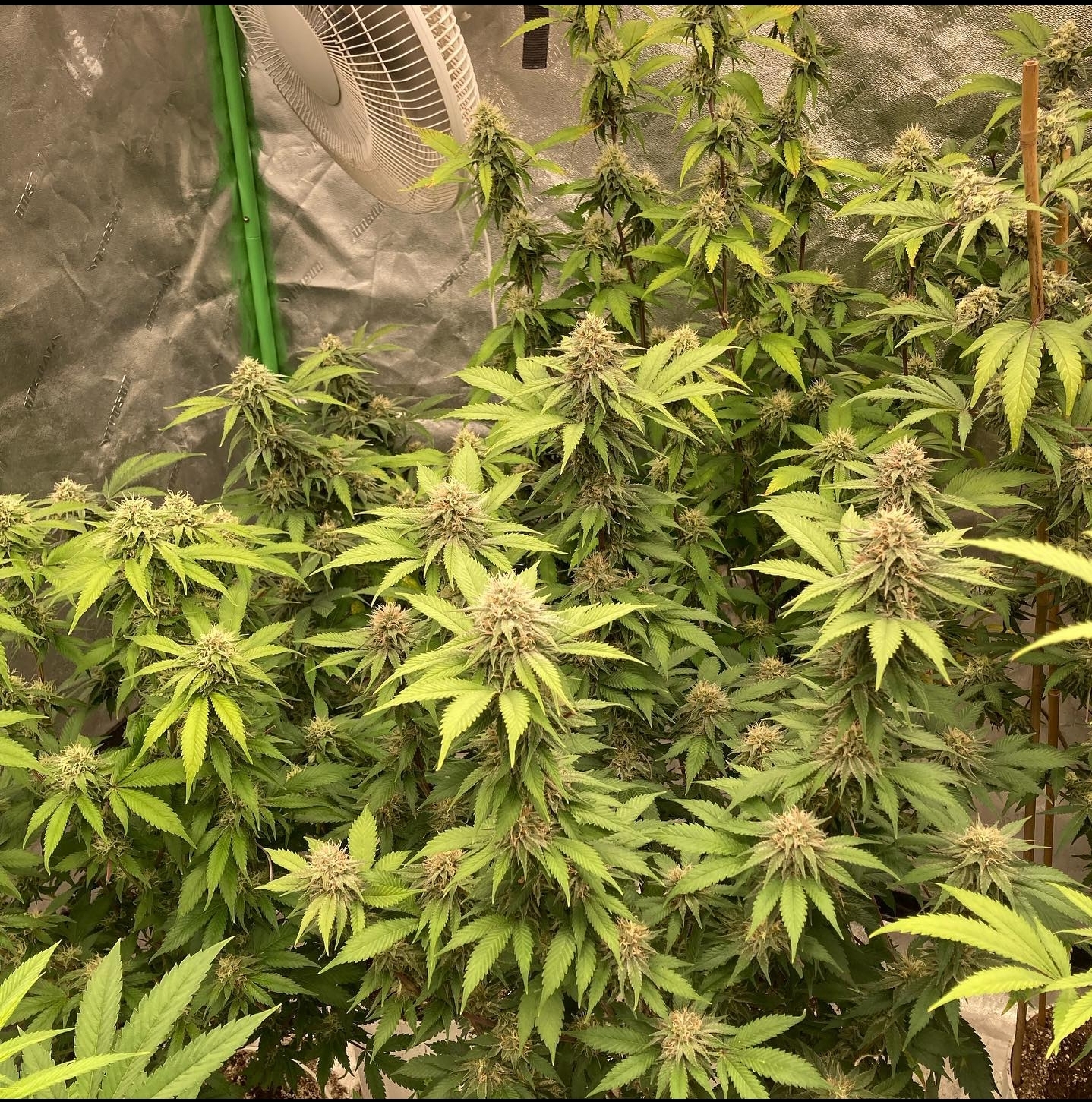 RCCSC (Roberts Creek Congo (LMN) X Space Cheese) Dagga Garden