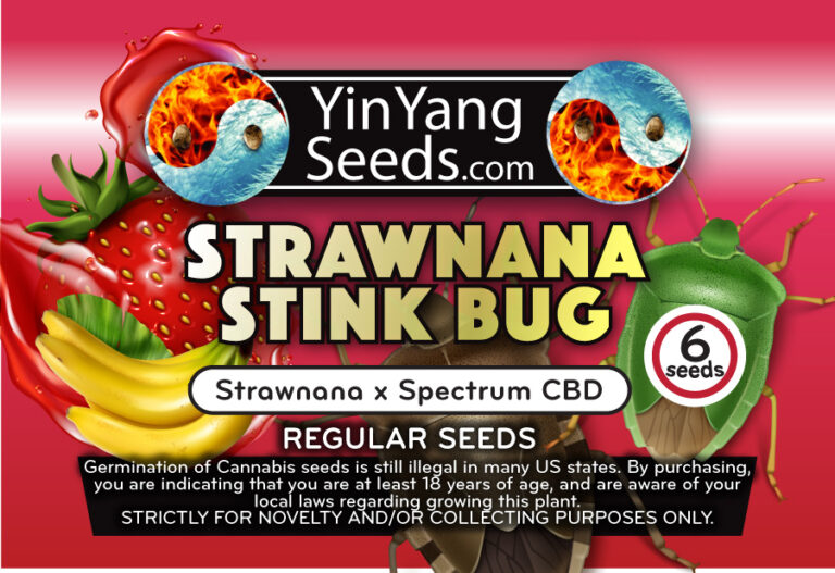 Strawnana Stinkbug