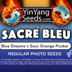 Sacré Bleu (Blue Dream x Abacus CBD F7 S1) x (Sour Diesel  x (Ultraviolence x Xenu))