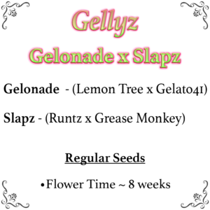 Gelonade x Slapz