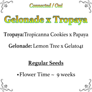 Gelonade x Tropaya F1