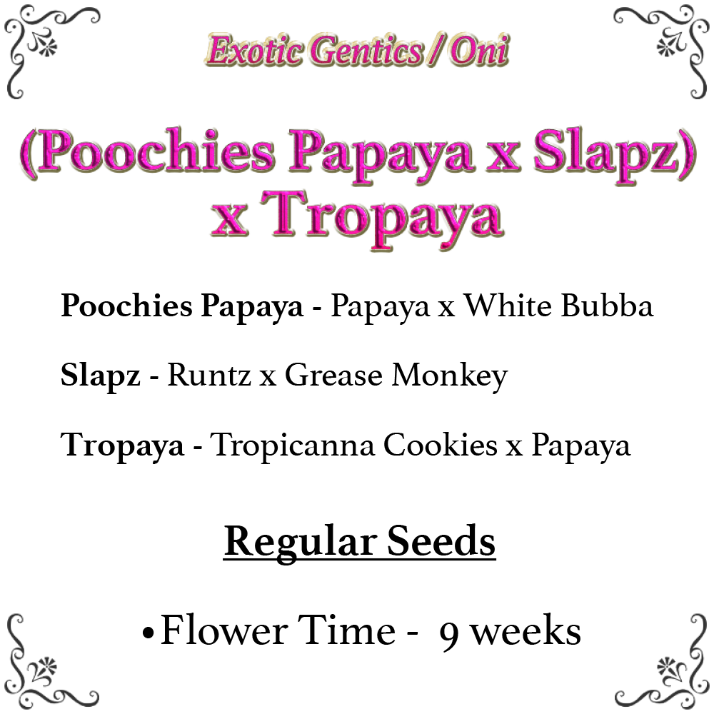 (Poochies Papaya x Slapz) x Tropaya F1
