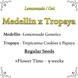Medellin x Tropaya F1