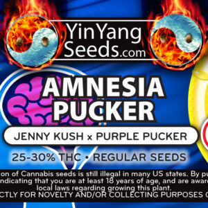 Yin Yang Seeds Amnesia Pucker