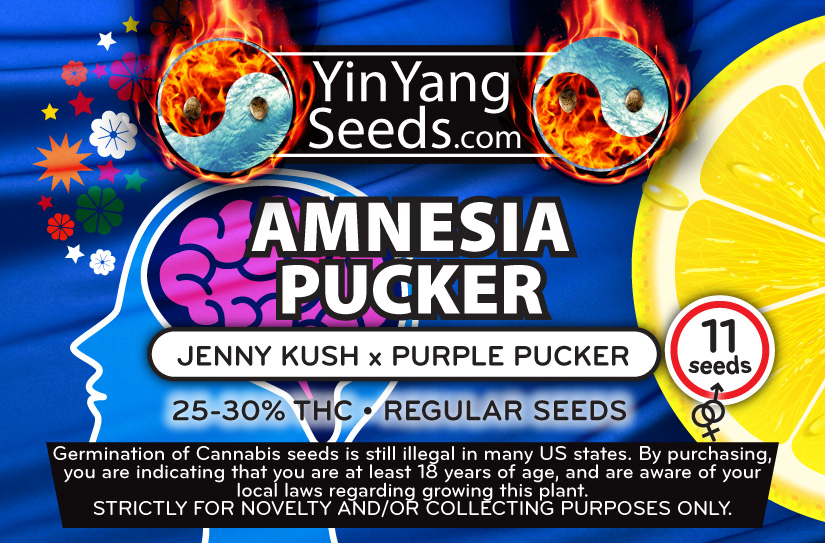 Yin Yang Seeds Amnesia Pucker