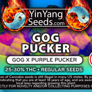 Yin Yang Seeds GOG Pucker