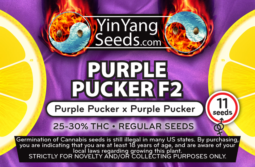 Yin Yang Seeds Purple Pucker F2