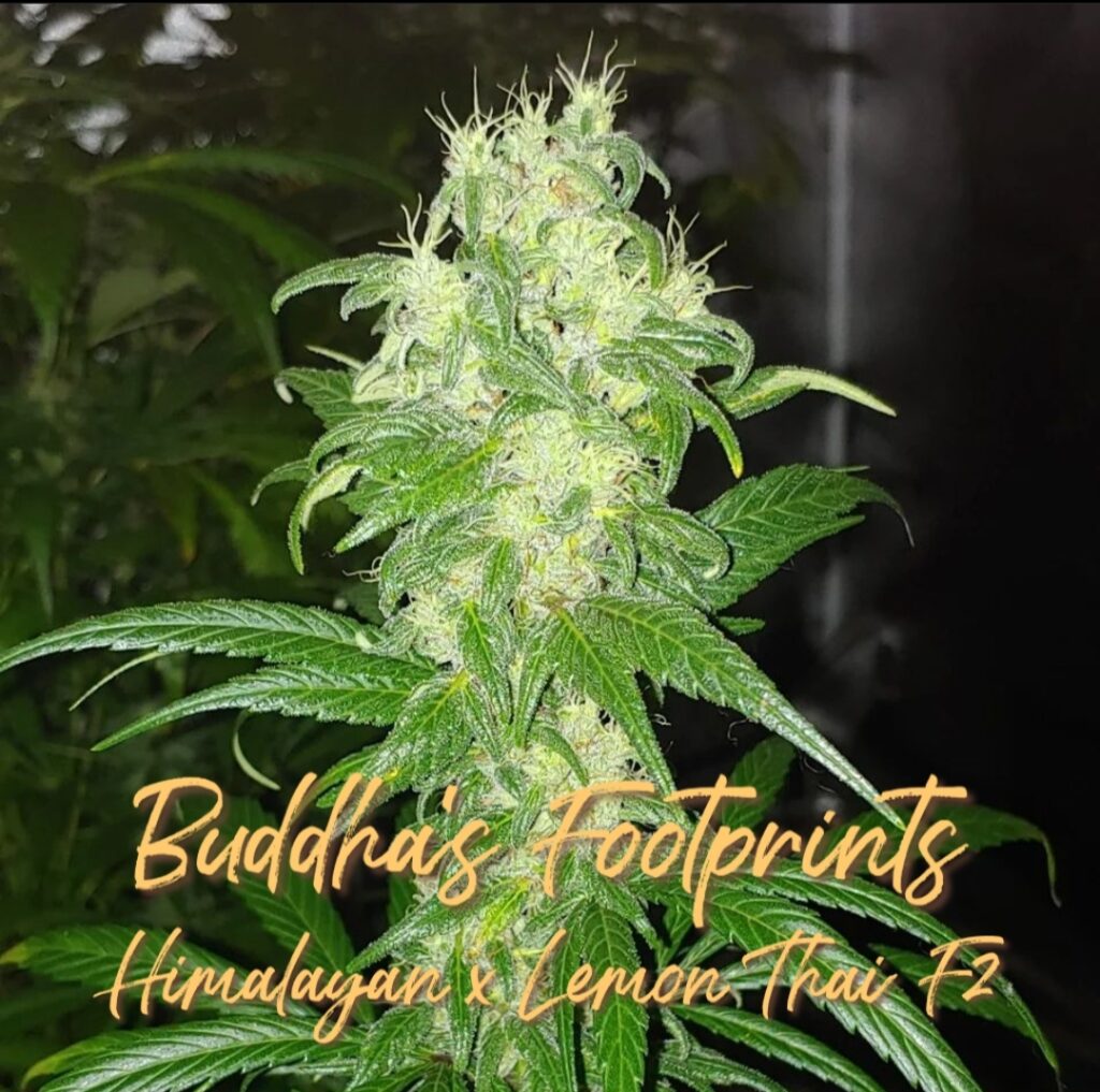 Blackbird Buddha's Footsteps
