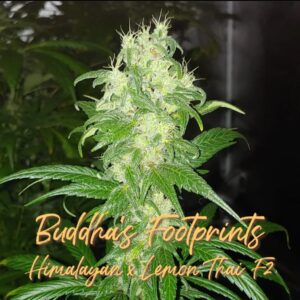Blackbird Buddha's Footsteps