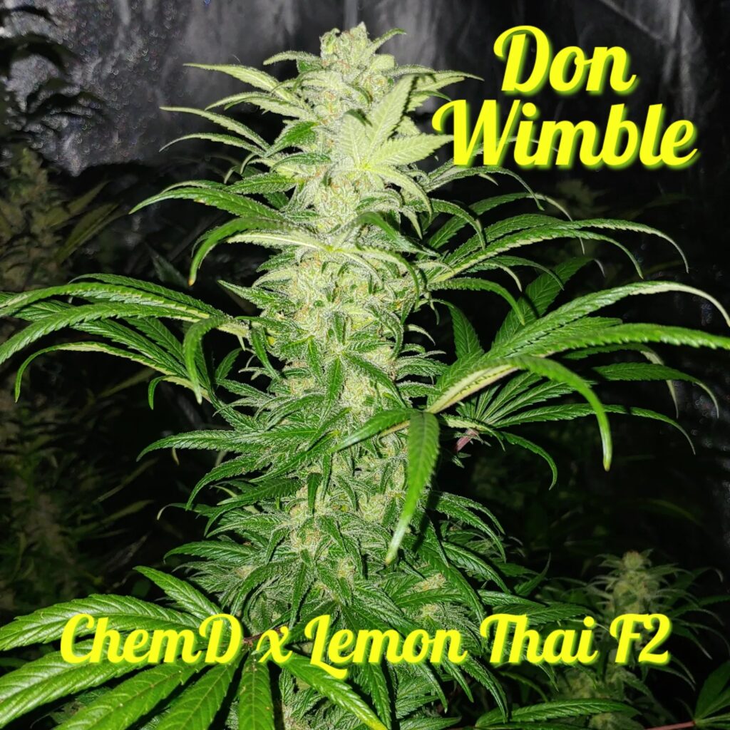 Blackbird Don Wimble
