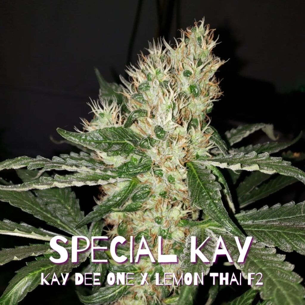 Blackbird Special Kay
