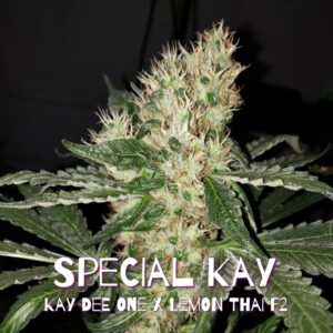 Blackbird Special Kay