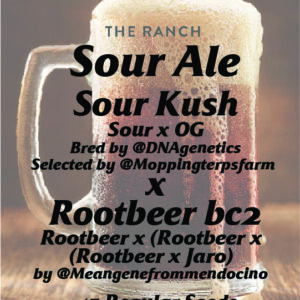 Sour Ale (Sour Kush x Rootbeer bc2)