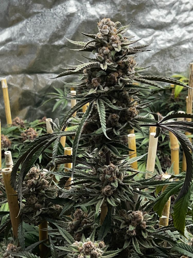 Raspberry Runtz Detroit Runtz x Raspberry Boogie - Dagga Garden