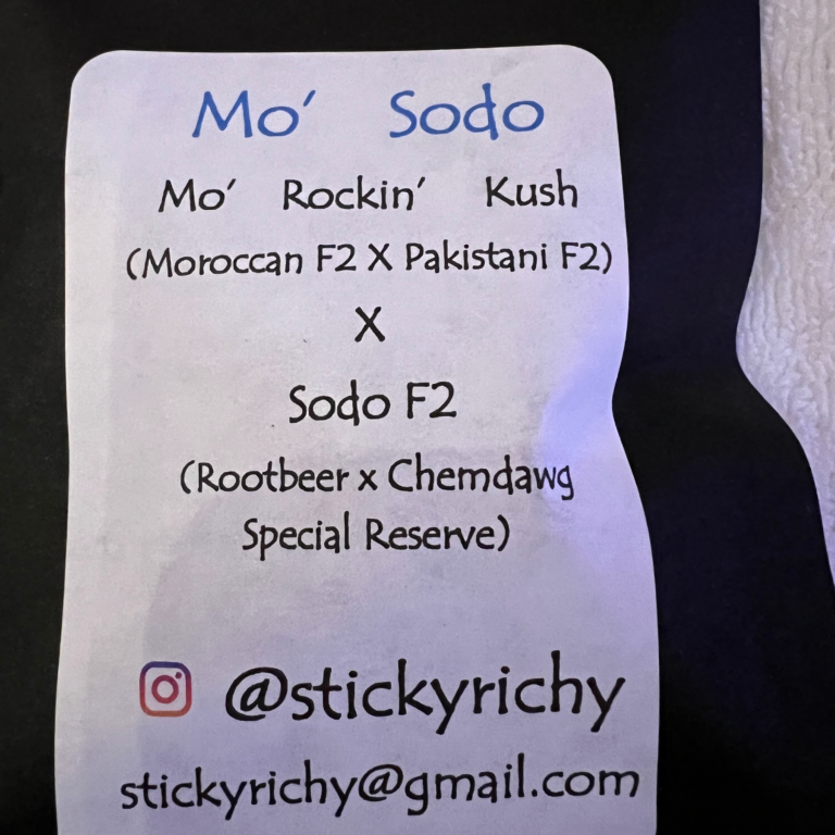 (Moroccan f2 x Pakistani f2) x (Rootbeer x Chemdawg Special Reserve) cannabis seeds