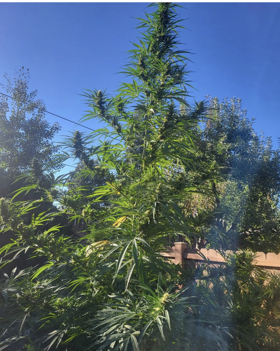 Panama Red Death No.18 F2 ((Punta Roja x Killer Malawai) x Panama Red