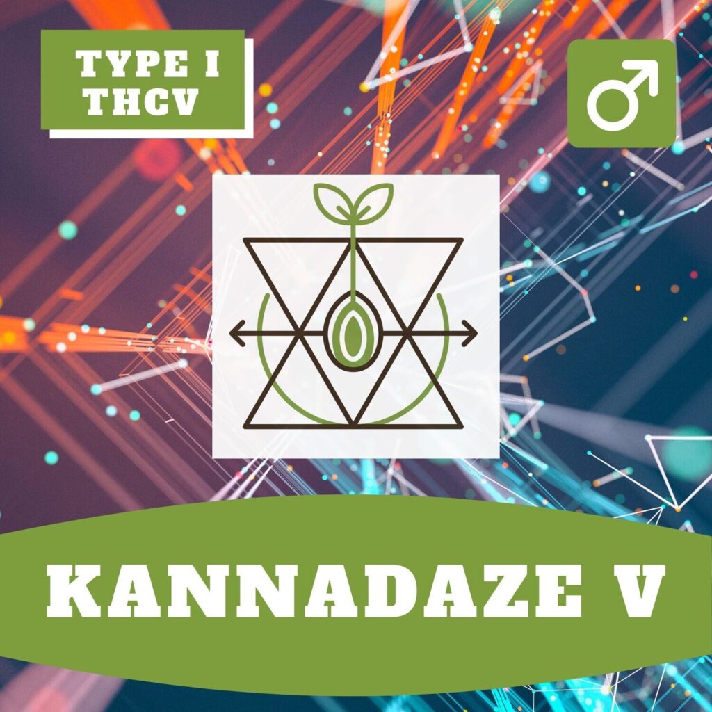 Kannadaze Kannabia THCV x Kunduz D F3 THCV