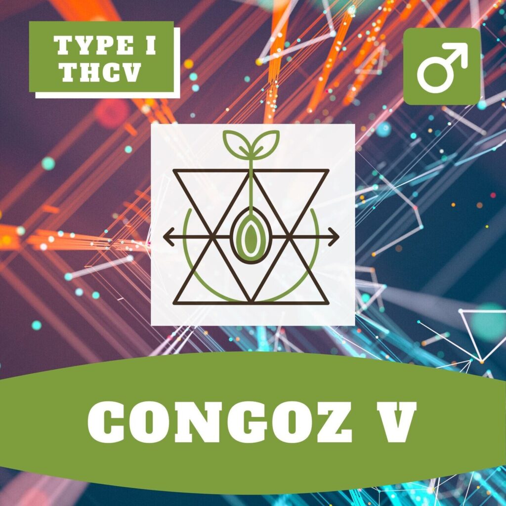 Congo V THCV Palmera THCV x Kunduz D F3