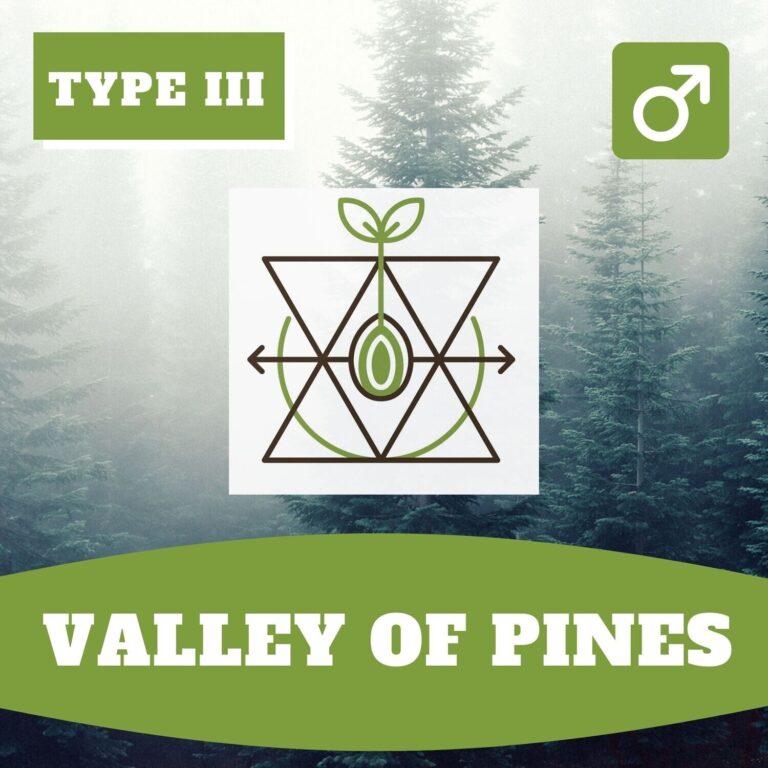 Valley of Pines Forbidden Valley Kush Auto x Pinewalker CBDV
