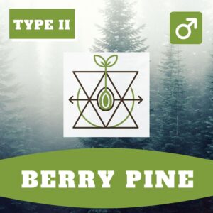 berry pine Watermelon OG Auto x Pinewalker CBDV
