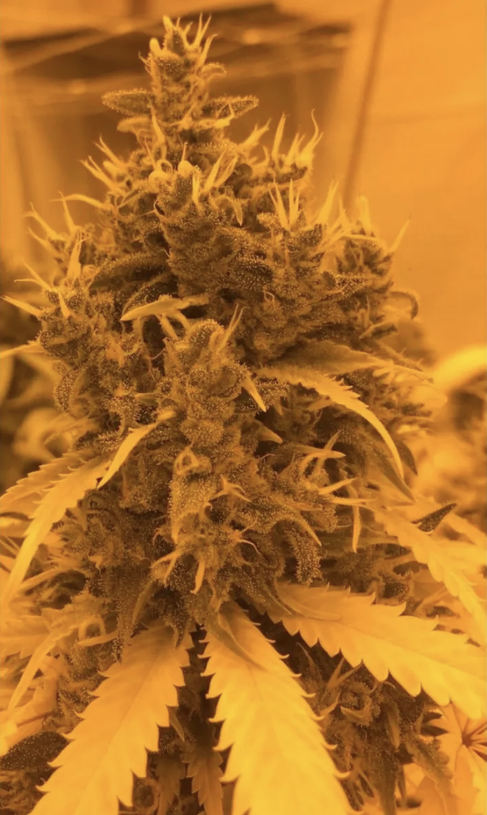 Durban poison x Bubba Kush Dagga Garden