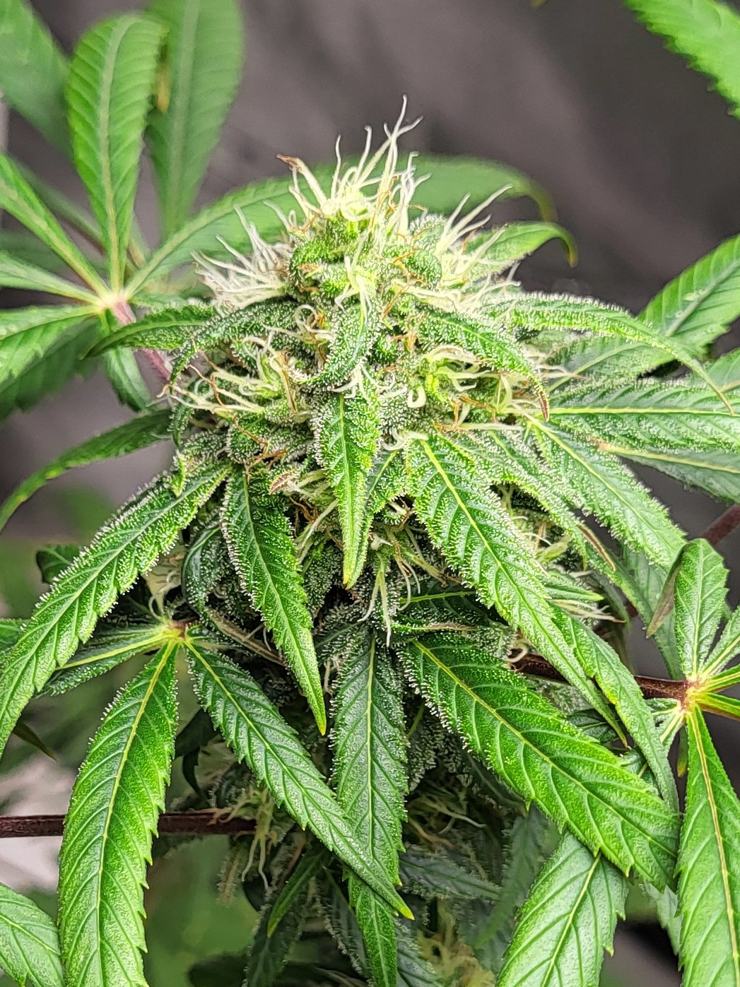 Jalalabad Dagga Garden