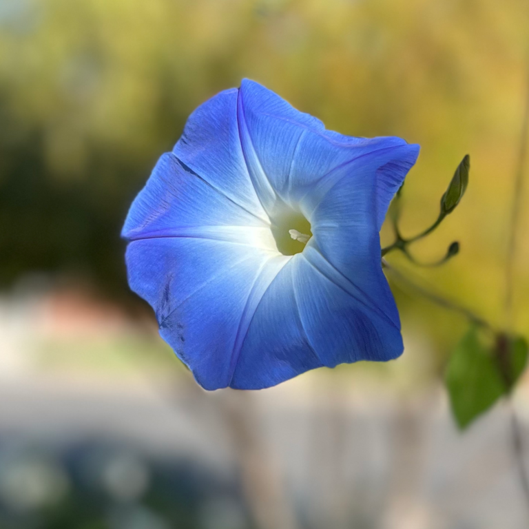 Heavenly Blue Morning Glory