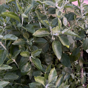 Ashwagandha