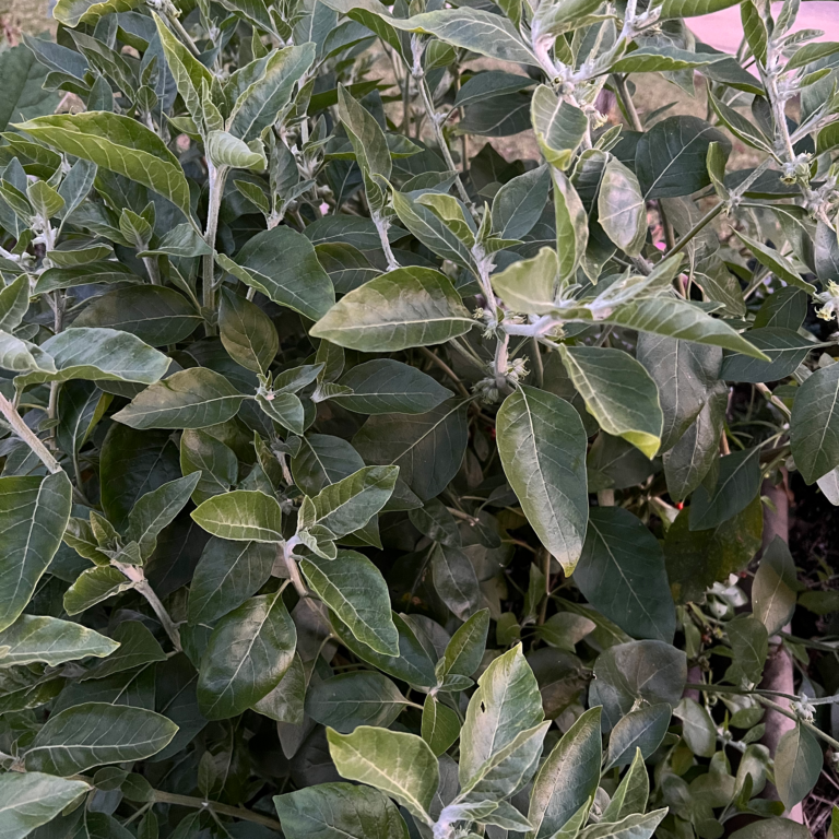 Ashwagandha