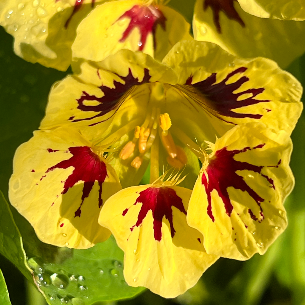 Nasturtium flower seeds