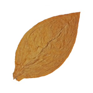Connecticut Shade Tobacco seeds