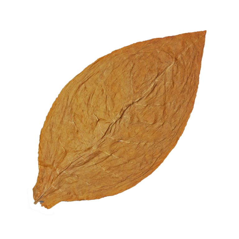 Connecticut Shade Tobacco seeds