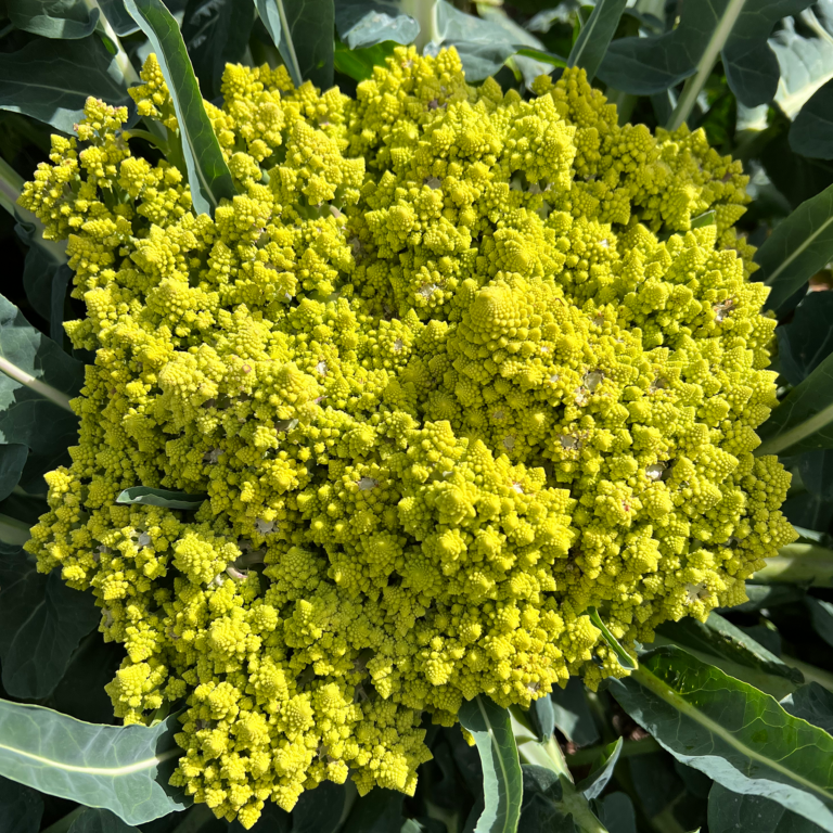 Romanesco Broccoli seeds