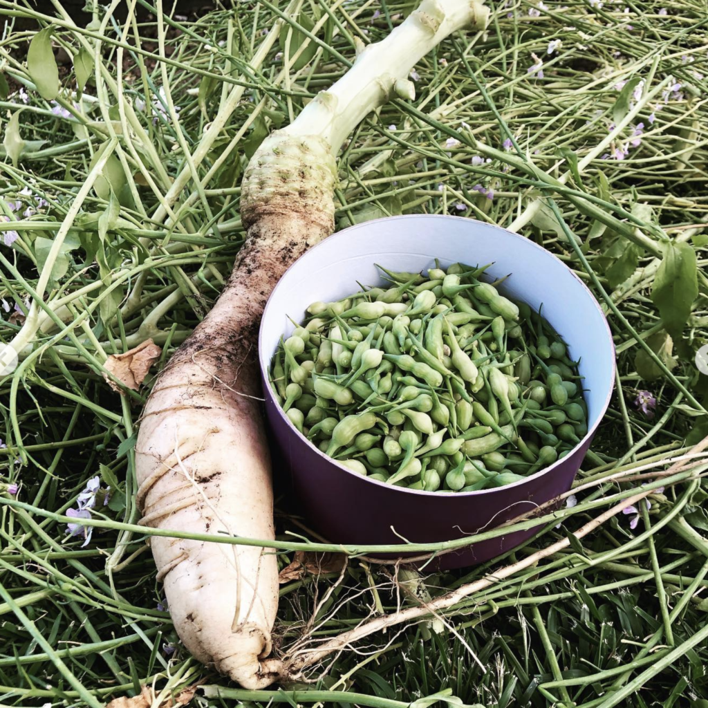 Daikon radish seeds