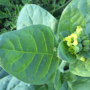Nicotiana rustica, Aztec tobacco, Shaman tobacco seeds