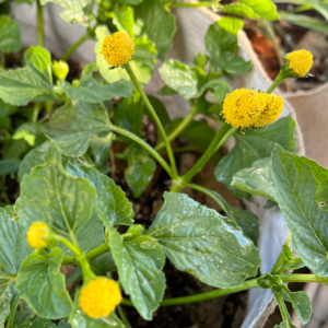 yellow toothache plant seeds