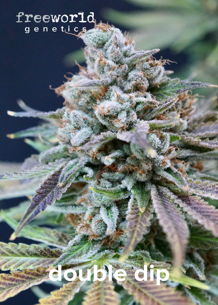 Double Dip (Sherbert Creamsicle x Early Orange) Dagga Garden