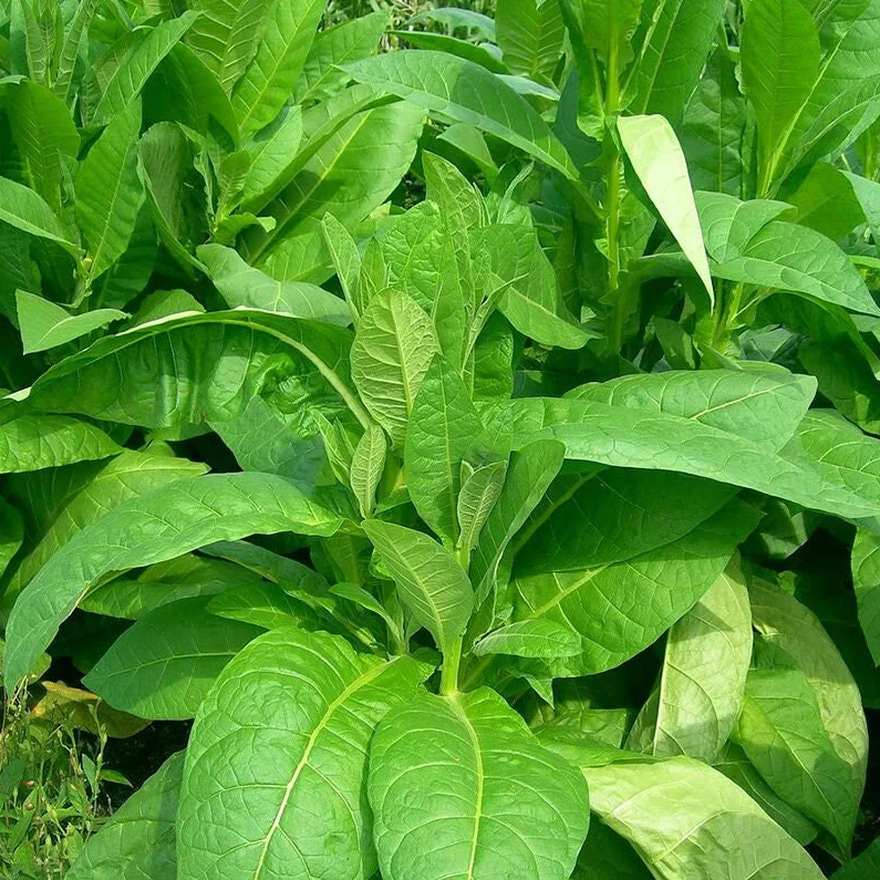 japan tobacco international malaysia JTI Malaysia names Juliana Mohd Yahaya as new group MD