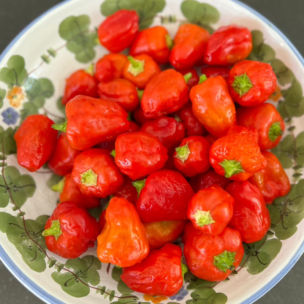 Sweet piquanté pepper seeds - Peppadew. South Africa