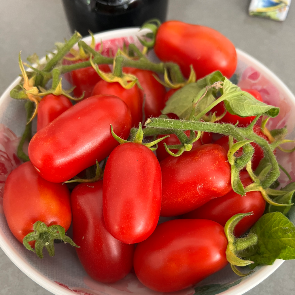 Corbarino Tomato seeds
