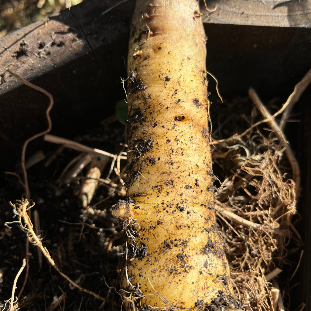 white carrot seeds