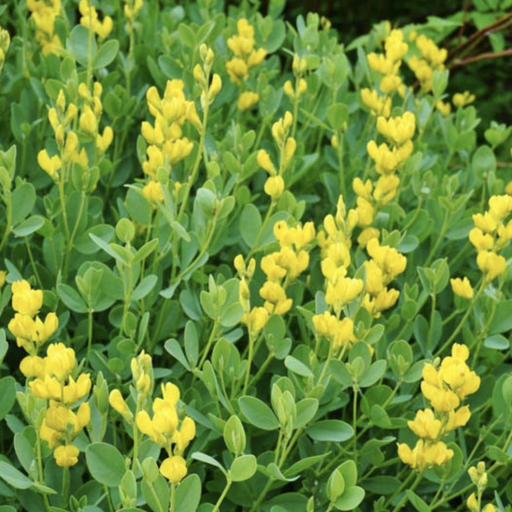 False Indigo seeds. Wild Indigo. Yellow. Blue
