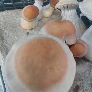 “Melook” Psilocybe Cubensis Mushroom liquid culture