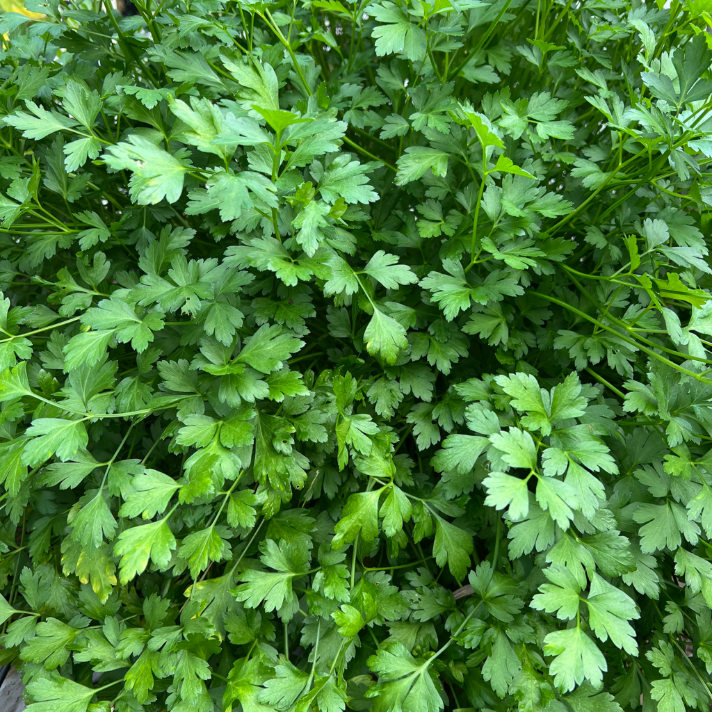 Parsley