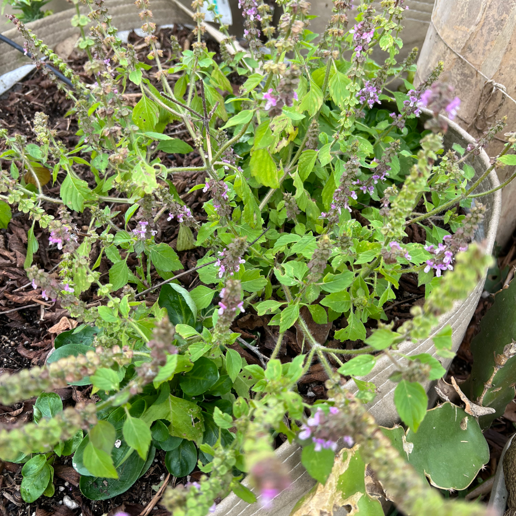 Tulsi Holy Basil seeds